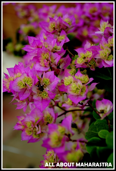 maharahstra-flower-5