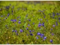 violet-flower-bunch-kaas