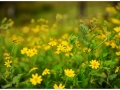 yellow-flowers-bunch